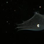 Orbs (30)