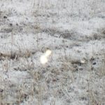 Orbs-Schutzengel-Fussabdruck (2)