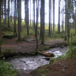 Orbs (225)
