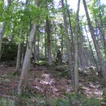 Orbs (36)