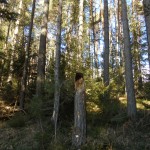 Orbs Naturwesen (5)
